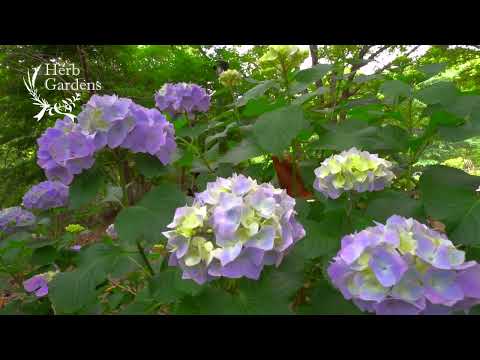 ハーブ園をクリエイティブにデザインする トピックス