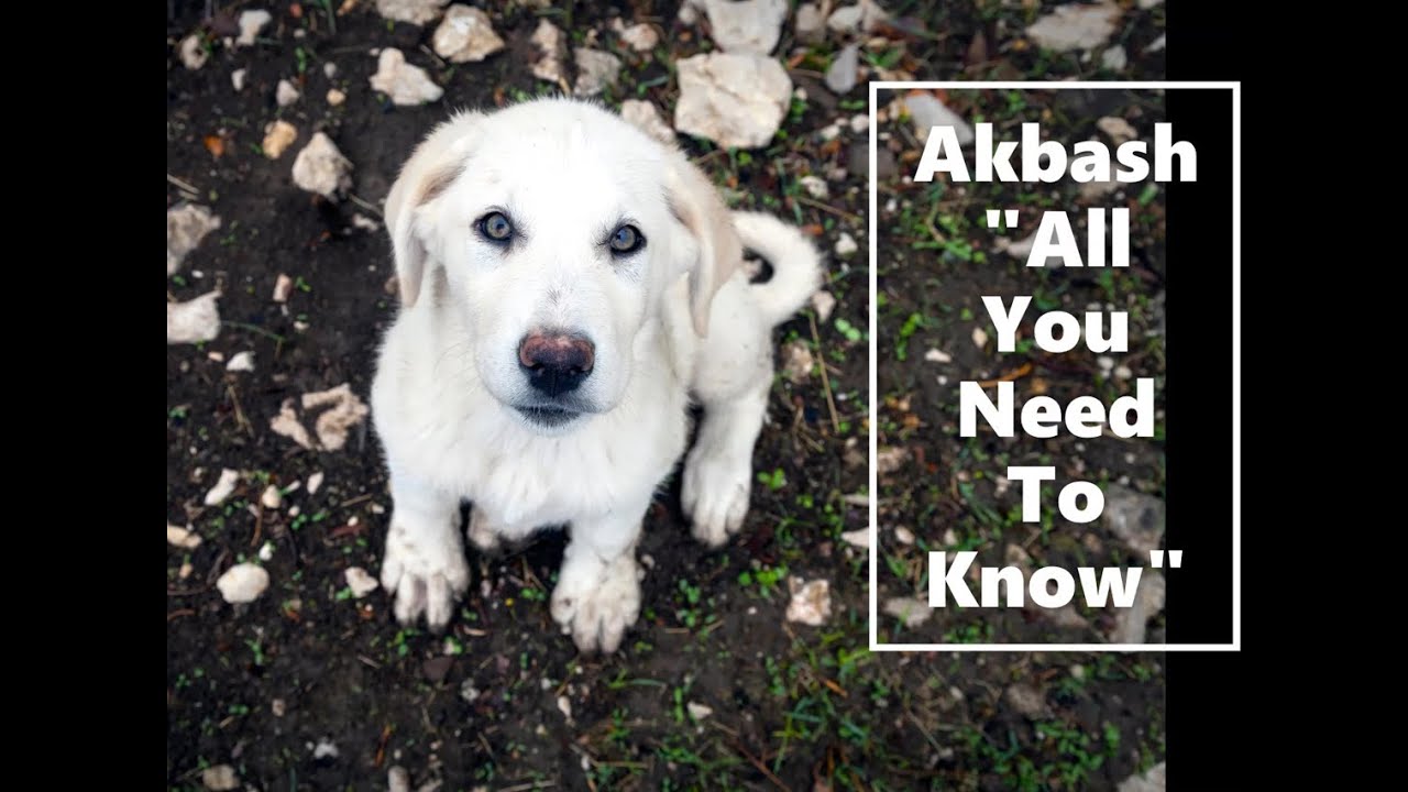 YouTube video preview