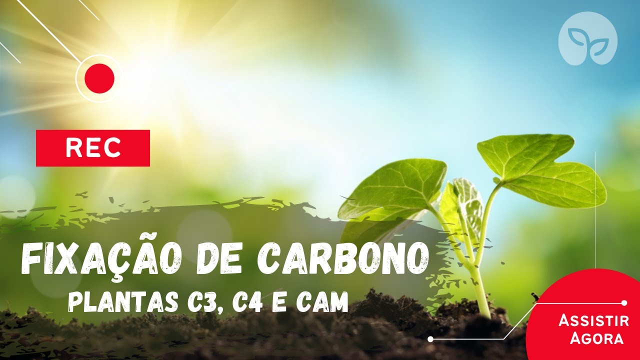 FIXAÇÃO DE CARBONO | O que são Plantas C3, C4 e CAM?