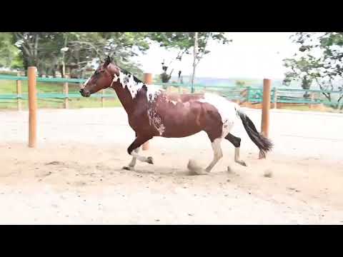 LOTE 15 RAINHA DA ILHA