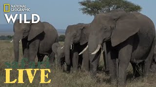Safari Live - Day 224 | Nat Geo Wild by Nat Geo WILD