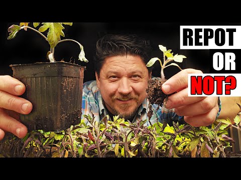 Solutions To Blossom End Rot In Tomatoes etc