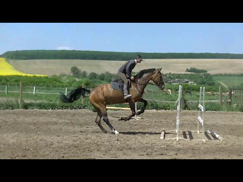 Connora ( Connor x Cassini x Cantus ) 5j.st.