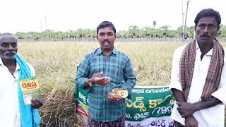 Download lagu paddy dhista  dhanvi Seeds company mp3