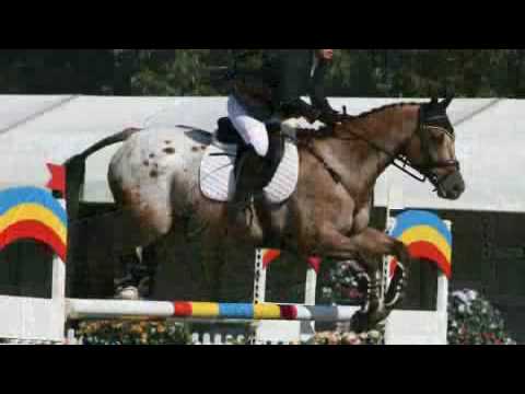 Sportaloosa International - the registry for Appaloosas, Knabstruppers & appaloosa spotted horses