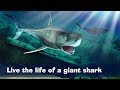 Great White Shark Simulator 3D Симулятор большой белой Aкулы Wild Animals C
