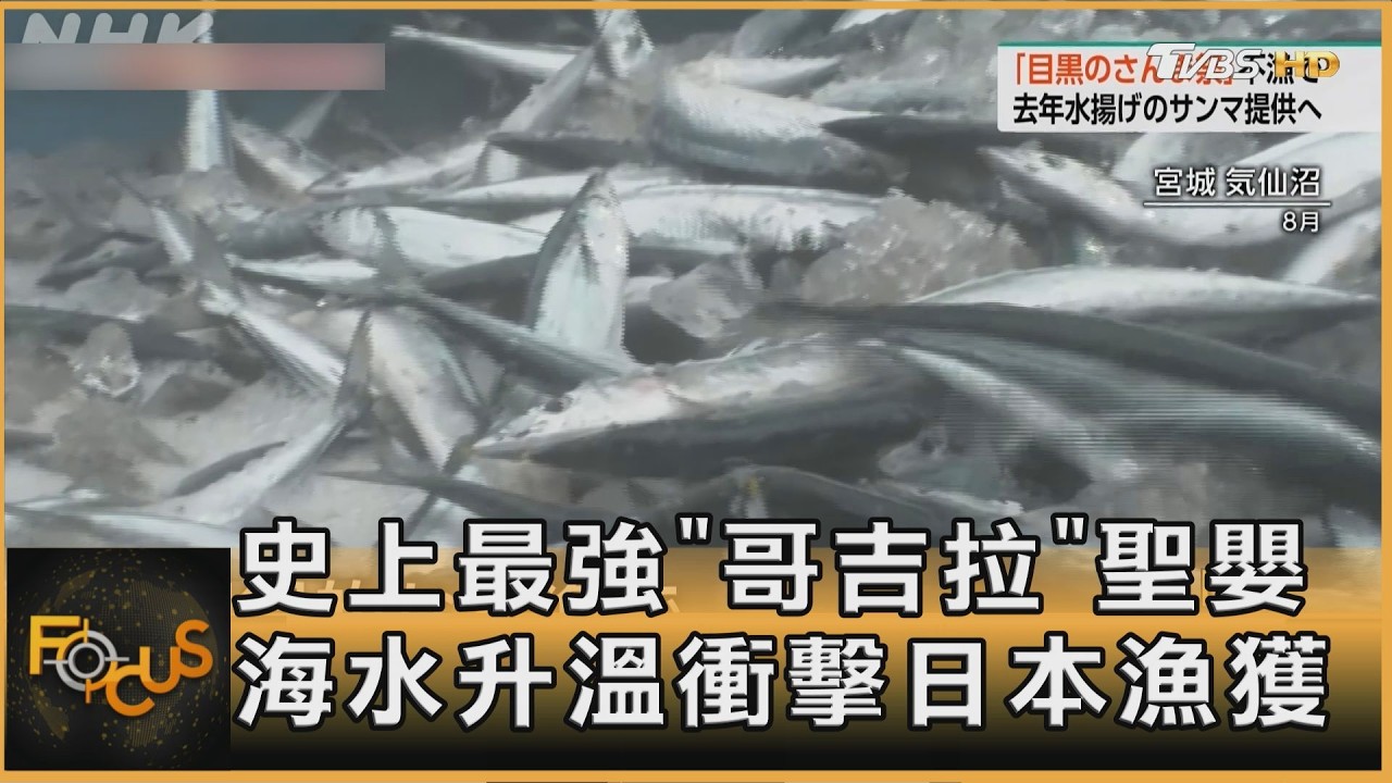 FOCUS全球新聞/史上最強「哥吉拉」聖嬰 海水升溫衝擊日本漁獲