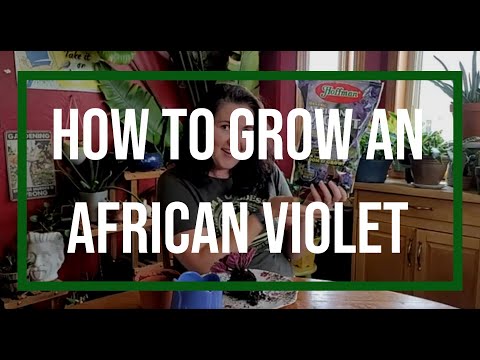 How to care for an African Violet/Saintpaulia ionantha