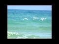 White Birds