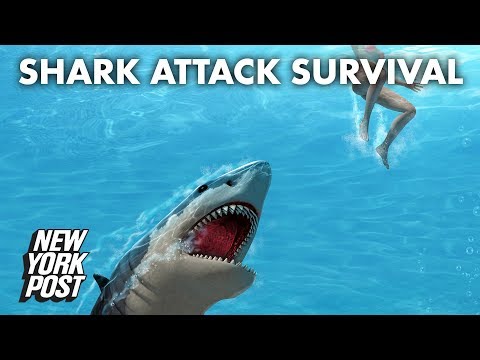 Aim for the gills: seven ways to survive a shark attack | New York Post
