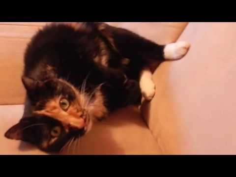 My cats love to cuddle