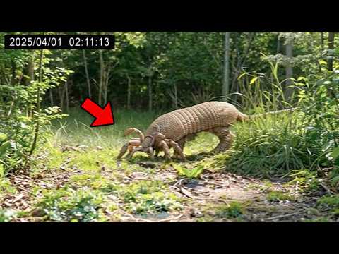 30 Most DANGEROUS Rare Animals Caught on Camera