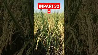 Download lagu Inpari 32 Plus Gibgro 10 sp mp3