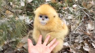 You’ve Never Seen Animals This Sweet and Polite ❤️Cute Animal Videos!