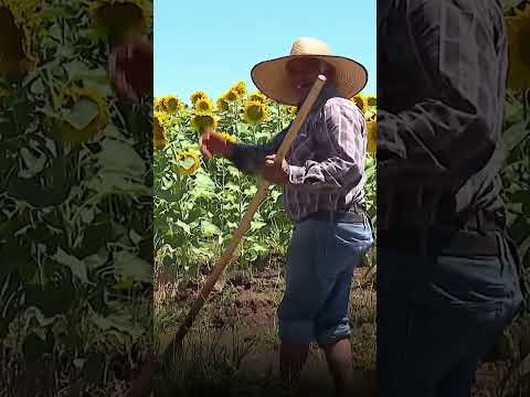 La foto perfecta existe y está en San Clemente: campo de girasoles deslumbra a visitantes | 24 Horas