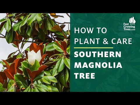 Southern Magnolia Tree | How to Plant & Care