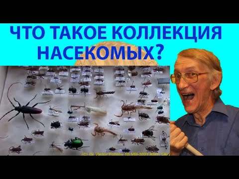 Как Правильно Собирать Коллекцию Насекомых и Как Правильно Хранить? Правила и Ошибки.