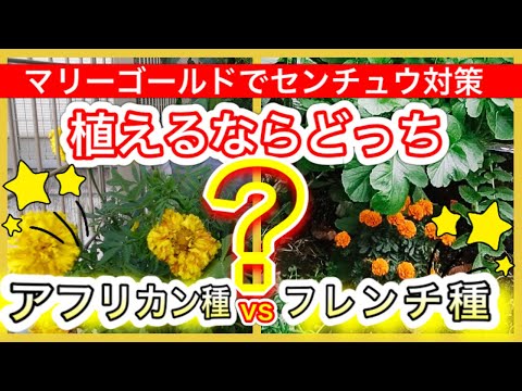 園芸 フレンチマリーゴールド