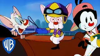 Animaniacs | Pinky and the Brain Take Over the Derby | Classic Cartoon | WB Kids