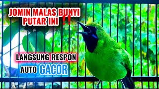 Download lagu Cucak ijo mini nembak isian bagus buat pancingan jomin bahan agar rajin bunyi / gacor mp3
