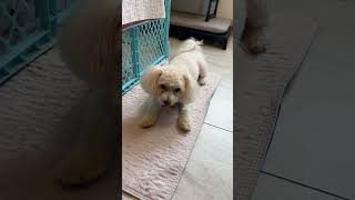 Video preview image #1 Maltipoo (Miniature) Puppy For Sale in Benton, LA, USA