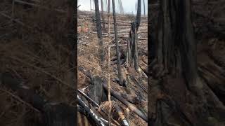 cutting burnt trees