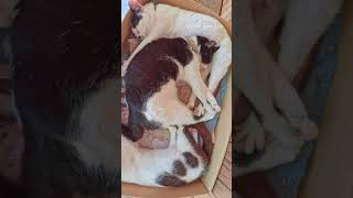 お外で昼寝している可愛い猫ちゃんたち🐈 #cat  #cute #catasmr