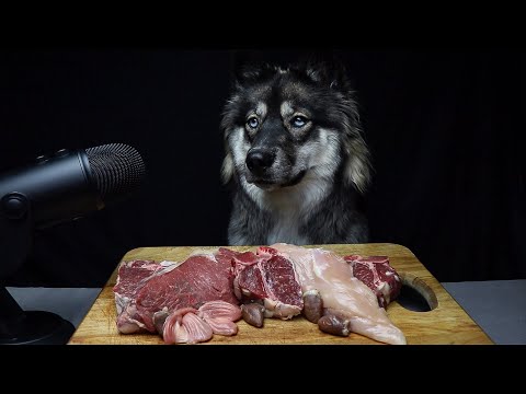 ASMR Dog Reviewing Raw Meats!