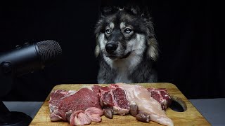 ASMR Dog Reviewing Raw Meats!