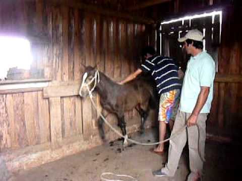 Laço Pronto | Cabanha Única