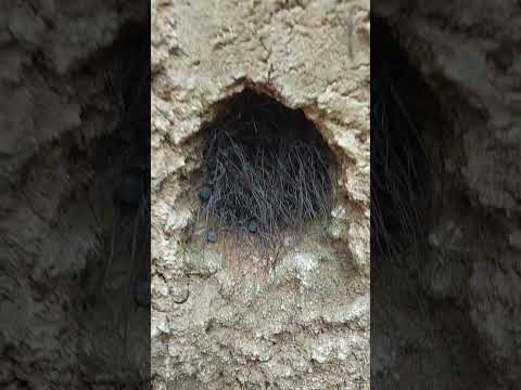 ak rohosso jib #uttam nature center trending vidio you tube short 196