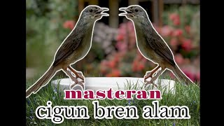 Download lagu PANCINGAN CIGUN asli suara alam Cigun Bren Alam #cigun #ciblekgunung #ciblek mp3 Download lagu PANCINGAN CIGUN asli suara alam Cigun Bren Alam #cigun #ciblekgunung #ciblek mp3