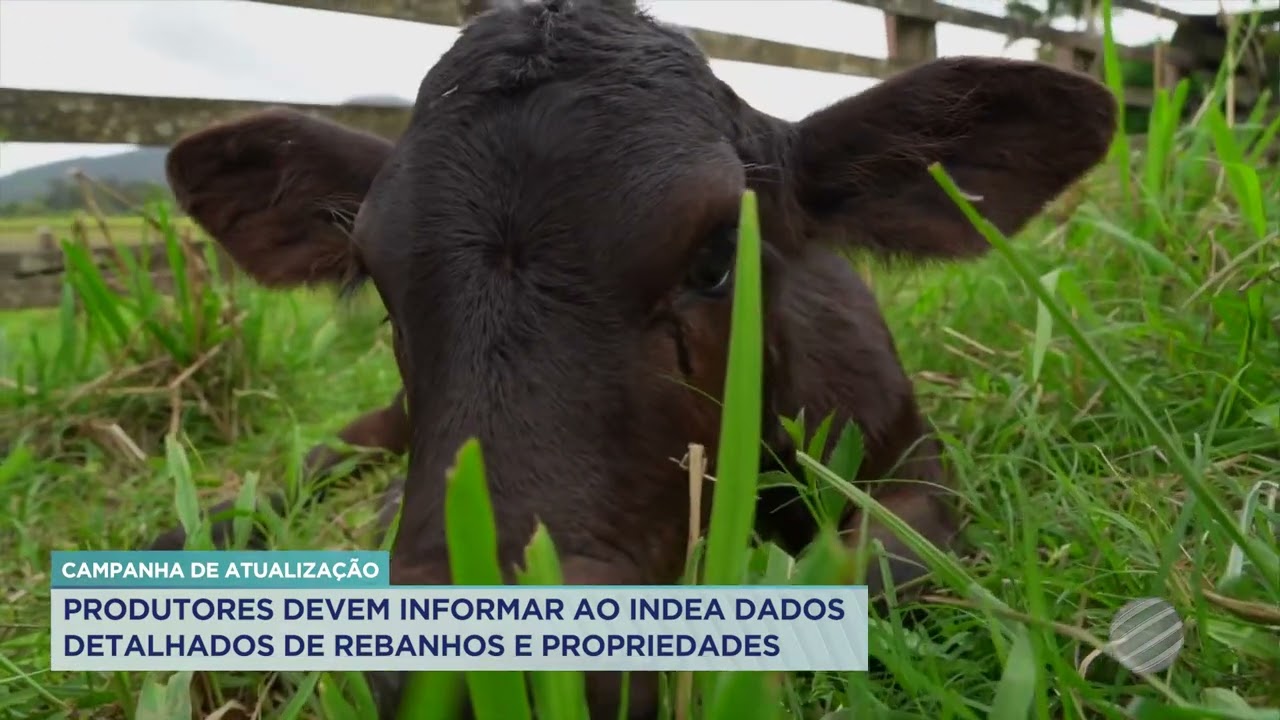 PRODUTORES DEVEM INFORMAR AO INDEA DADOS DETALHADOS DE REBANHOS E PROPRIEDADES