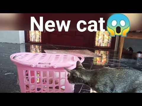 最も高価な希少品種「カオマニー」猫をシャドウに紹介します🤣