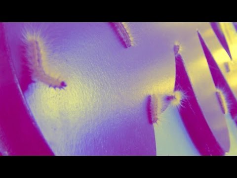 Candie Hank - Cumbia Patatas