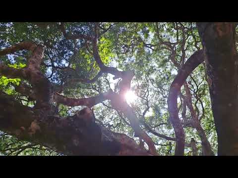 [74th Jaco's Memorial Barbecue ] Herbie Hancock Quartet (Jaco Pastorius), Champaign (1977 - Reboot)