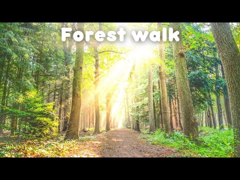 VIRTUAL HIKE through a Mystic Forest - Pratt River Trail - Scenic Walk (Relaxing Music)