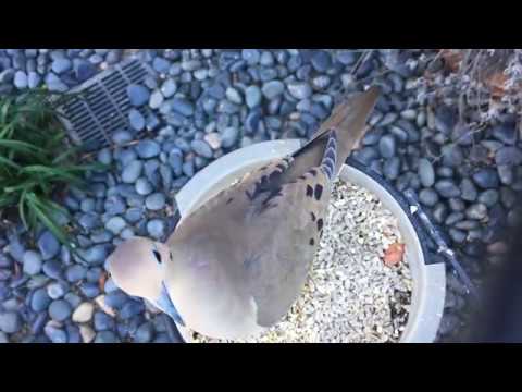 Mourning Dove, House Finch and House Sparrow at the bird feeder