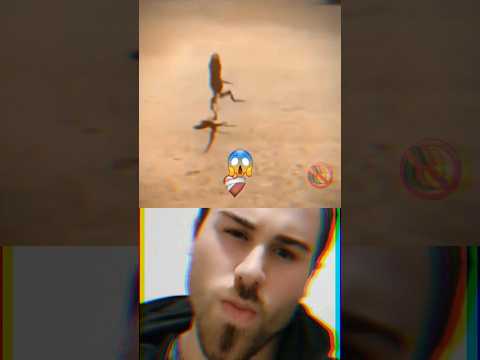 Sigma calango 🦎🗿 || (famoso Sr. Rango) #sigma #calango #viral #shorts #foryou