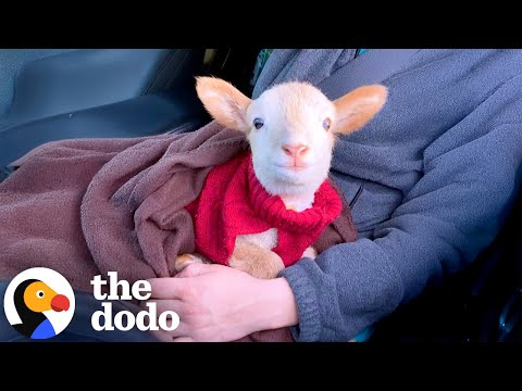 Lamb Comes To Work With Mom And Headbutts Her Coworkers  | The Dodo