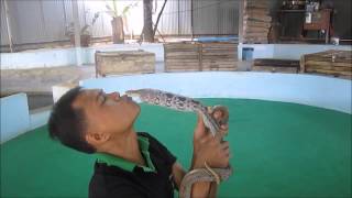 preview picture of video 'Thailand, Phuket - Snake Show'