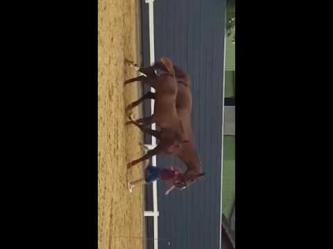 Stutfohlen von Casall