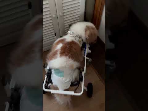 キャバリアのカインくん　16歳　犬用車椅子で歩けています