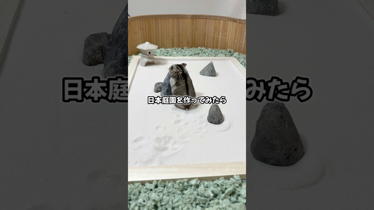 日本庭園の砂模様をお願いしたら、センスが良すぎた！#ペット