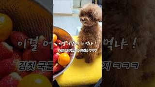 김칫국물 마시는 강아지ㅋㅋㅋㅋ