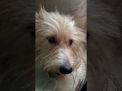 #lucy #doglover #srijana