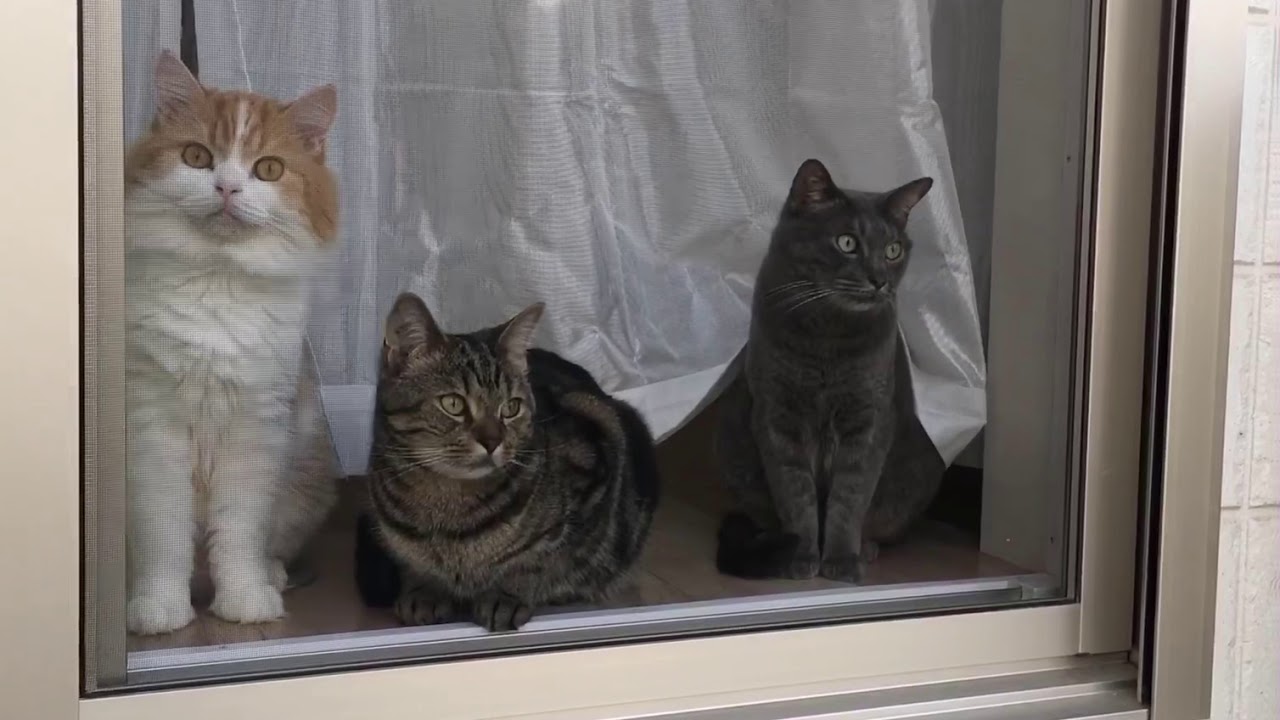 外を飛んでる蝶がきになる