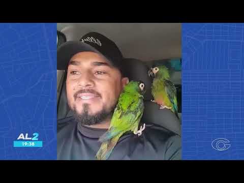 Duas araras-maracanã são resgatadas no Sertão de Alagoas 11/7/2026