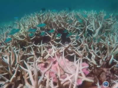 Report Details Bleaching of Great Barrier Reef - YouTube