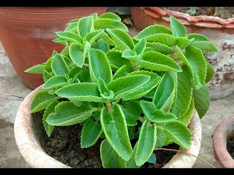 download lagu mp3 mp4 Ajwain Plant, download lagu Ajwain Plant gratis, unduh video klip Ajwain Plant